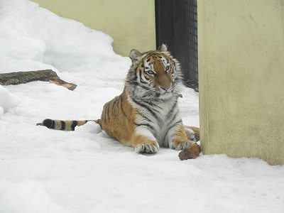 写真：2月25日ココアの様子1