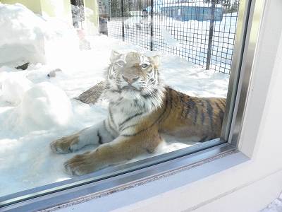 写真：1月21日ココアの様子