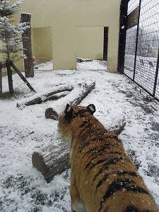 写真：11月21日雪の日のココア1