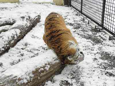 写真：11月21日雪の日のココア5