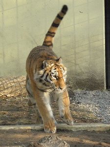 写真：12月10日ココアの様子3