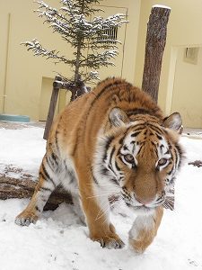 写真：12月21日ココアの様子4