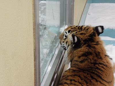 写真：12月21日ココアの様子5