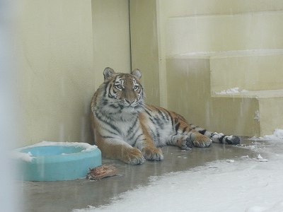 写真：12月28日ココアの様子1