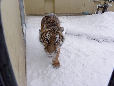 写真：12月28日ココアの様子2