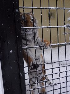 写真：12月28日ココアの様子3