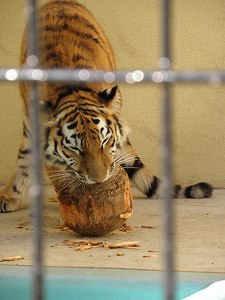 写真：10月12日ココアの様子2