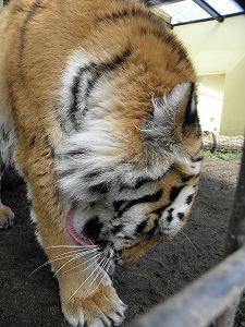 写真：9月16日ココアの様子3