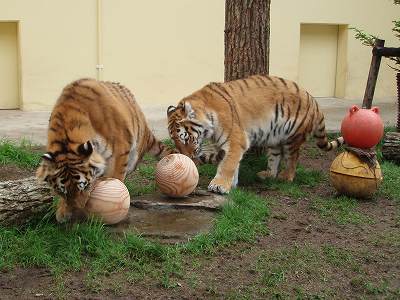 タイガとココアが木の球で遊んでいる写真