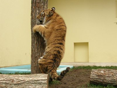 立って爪とぎをするタイガの写真