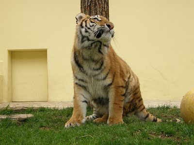 タイガが天井を見上げている写真