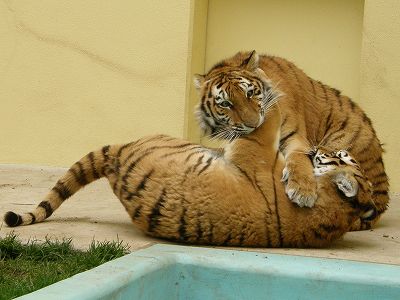 タイガとココアが遊んでいる写真