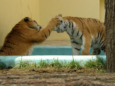 タイガとココアが遊んでいる写真