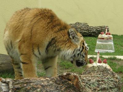 ケーキに近寄ったタイガの写真