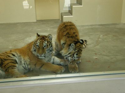 室内運動場で遊ぶタイガとココアの写真