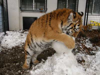 雪だるまで遊ぶココアの写真