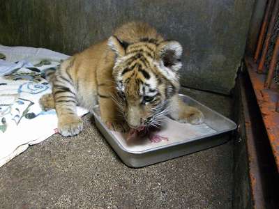 お食事中のタイガの写真