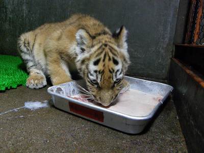 お食事中のココアの写真