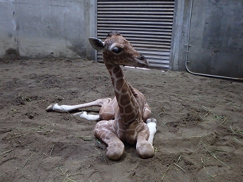 写真：座ったままのキリンの赤ちゃん