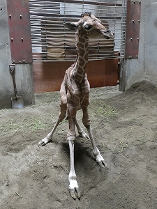 写真：立ち上がったキリンの赤ちゃん