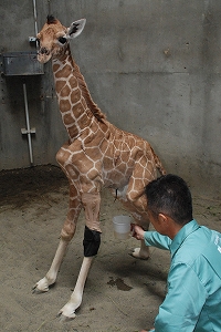 写真：6日齢のキリンの赤ちゃん