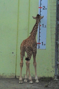 写真：身長を測る様子