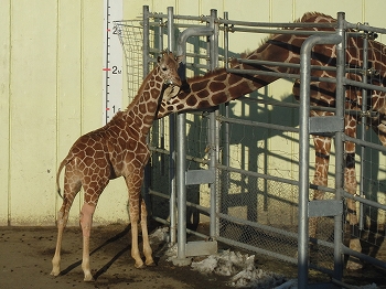 写真：201日齢の子キリン