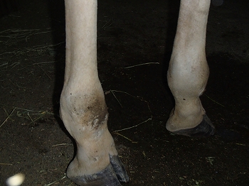 写真：腫れている前足
