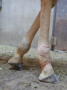 写真：腫れた左前足とテーピングをした右前足