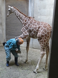 写真：削蹄の様子