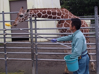 写真：388日齢のコハク1