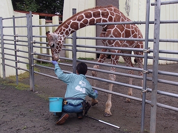 写真：388日齢のコハク2