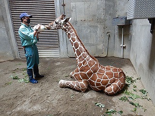 写真：8月14日コハク