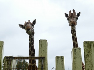 写真：9月17日コハク