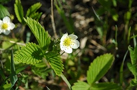 写真：北海道ゾーンに咲く花1