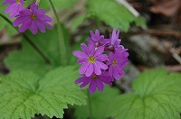 写真：北海道ゾーンに咲く花2