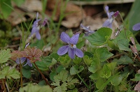 写真：北海道ゾーンに咲く花3