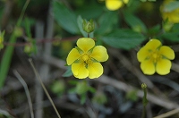 写真：北海道ゾーンに咲く花4