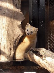 写真：エゾクロテン