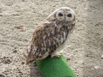 写真：ふくろうの森2