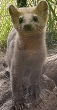 写真：エゾクロテン