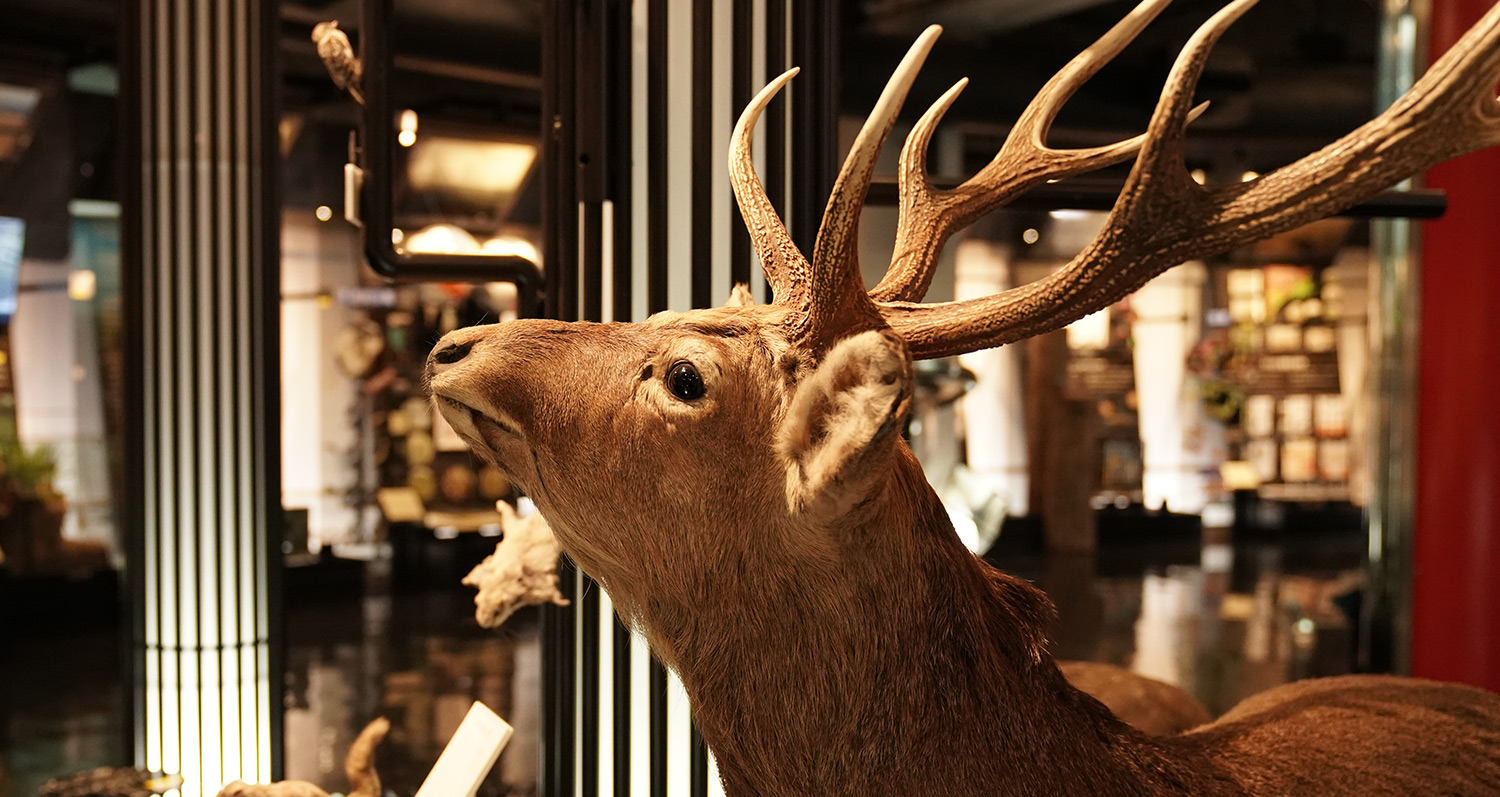 写真：博物館の展示の様子1