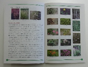 写真：釧路の植物　冊子
