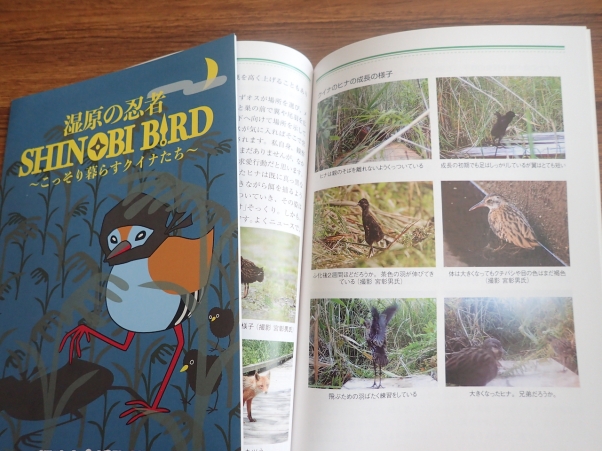 写真：湿原の忍者シノビバード　冊子