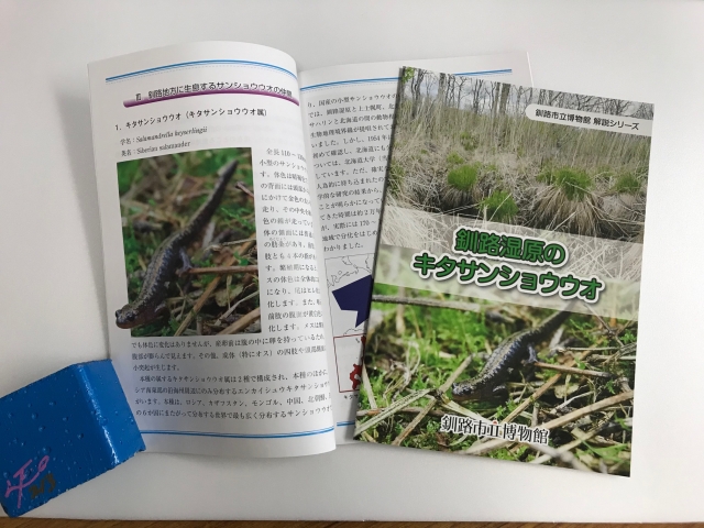 写真：釧路湿原のキタサンショウウオ　冊子