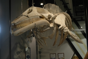 写真：ミンククジラの骨格標本