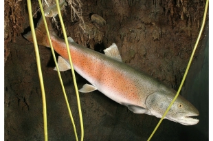 photo：The largest salmonid, Ito