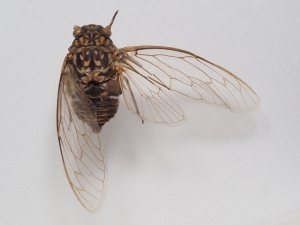 photo：Remnant insects in Kushiro