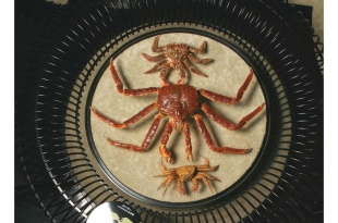 photo:Crab species