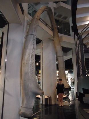 photo:Lower jaw bone of blue whale